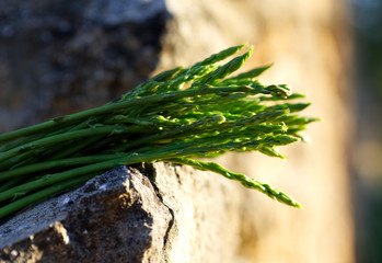 natural asparagus in the bush