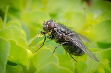 Closeup of a fly drinking water
