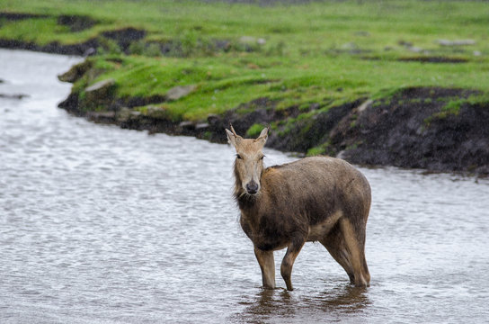 A young Pere Davids Deer stands in a shallow river as the rain falls around it.