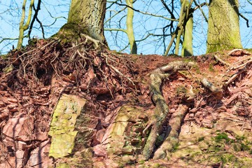 Topsoil and bedrock of an Arenosol