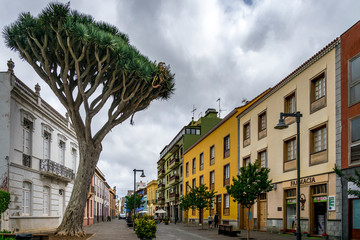 Un grand arbre drago dans une rue à Ténérife