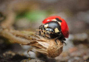 Closeup of a ladybug on a withered flower