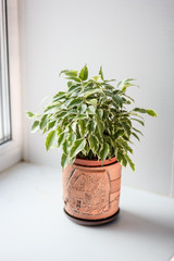 Ficus benjamina kinky in a pot over white background.