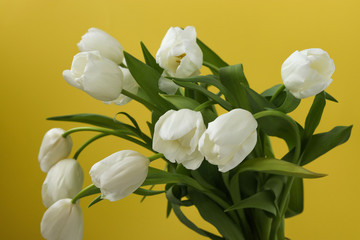Spring bouquet of fresh white tulips on a yellow background