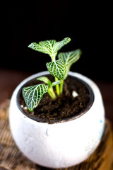 Green fittonia house plant in a white pot over black background.