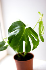 Monstera green potted plant in a house window.