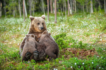 She-Bear feeding breast milk cubs. Brown bear, Scientific name: Ursus Arctos. Summertime.