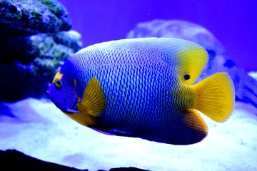 Marine angelfish are perciform fish of the family Pomacanthidae. They are found on shallow reefs in...