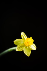 Daffodil or narcissus flower on a black background.