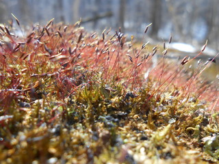 Red moss on the tree.