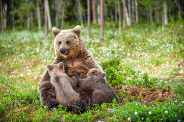 She-Bear feeding breast milk cubs. Brown bear, Scientific name: Ursus Arctos. Summertime.