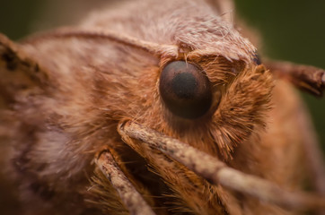 Extreme closeup of a moth