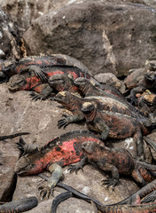 Marine iguanas (Amblyrhynchus cristatus), Punta Suarez, Espanola or Hood Island, Galapagos, Ecuador