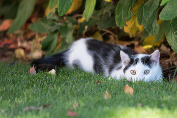 Junge Katze