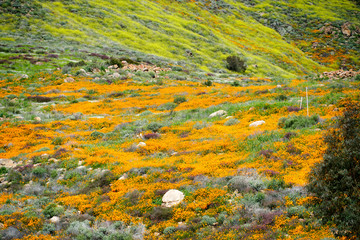 Mountain with California Golden Poppy and Goldfields blooming in Walker Canyon, Lake Elsinore, CA. USA. Bright orange poppy flowers during California desert super bloom spring season.