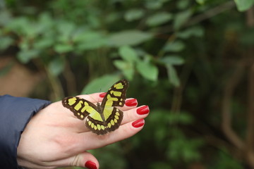 Schmetterling auf Hand