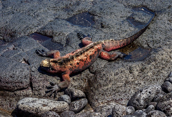 Marine iguana (Amblyrhynchus cristatus), Floreana or Charles Island, Galapagos, Ecuador