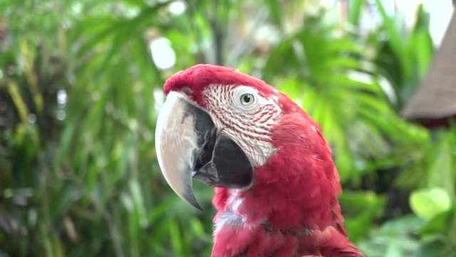 Red parrot portrait in the jungle.