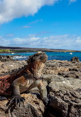 Marine iguana (Amblyrhynchus cristatus), Floreana or Charles Island, Galapagos, Ecuador