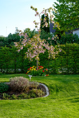 Garden with tulips in different colors.​