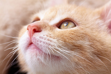 ginger kitten cat