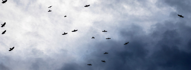 Birds in the sky