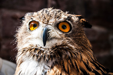 Owl on a street of Edinburgh
