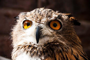 Owl on a street of Edinburgh