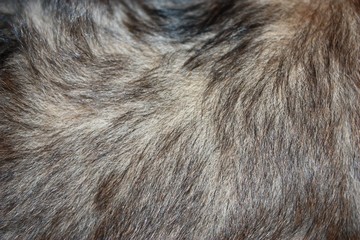Dog puppy hair texture background. Blonde with dark hair. Shine hair. Seamless patterns