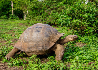 Giant Tortoise, El Chato, Highlands of Santa Cruz or Indefatigable Island, Galapagos, Ecuador