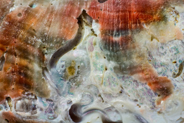 Natural shell haliotis mother of pearl