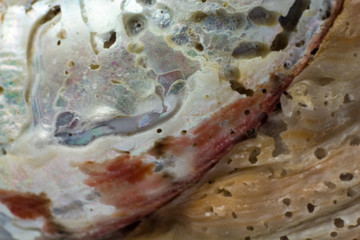 Natural shell haliotis mother of pearl