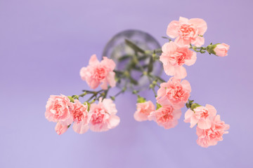 Carnation flowers into a glass on the purple background. Spring`s concept. Top view.