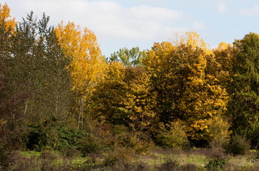 Fototapeta premium Herbst