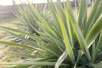 yucca in the spring   