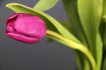 purple tulip on gray background close up