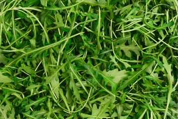 Fototapeta na wymiar Fresh leaves of arugula as background.