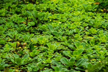 Teich bedeckt mit Wassersalat (Pistia stratiotes), selektiver Fokus