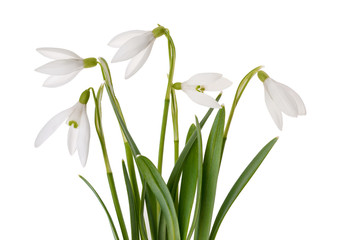 Fototapeta na wymiar Spring flowers (snowdrops), isolated on white background