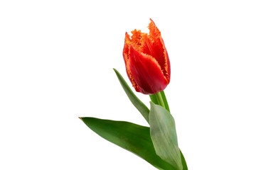 Tulip in a pot isolated on white background.
