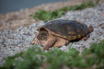 Obraz premium Shelled Wildlife Snapping Turtle Still Rocky Pebbles