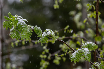 Snow on the leaves of young green. Natural disasters.
