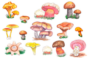 Original edible and fungus mushrooms.