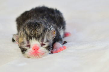 cute persian baby cat kitten sleeping
