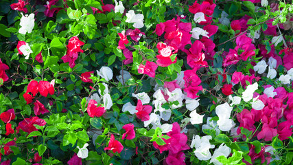 Beautiful textural background of flowers.