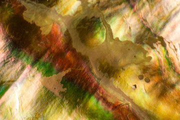 Obraz na płótnie Canvas Natural shell haliotis of pearl iridescent texture