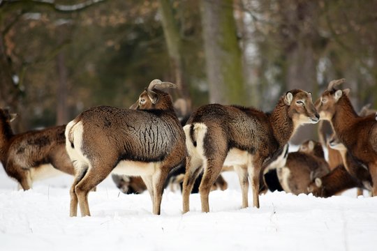 Mouflons Herd in Winter on Snow Ovis aries musimon Stock Photo