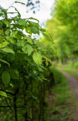 Hainbuchenhecke im Vordergrund, links, unscharfer Weg im Hintergrund rechts