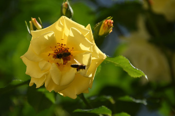 rose im sonnenschein