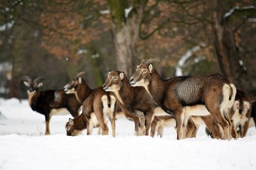 Obraz premium Mouflons Herd in Winter on Snow Ovis aries musimon Stock Photo